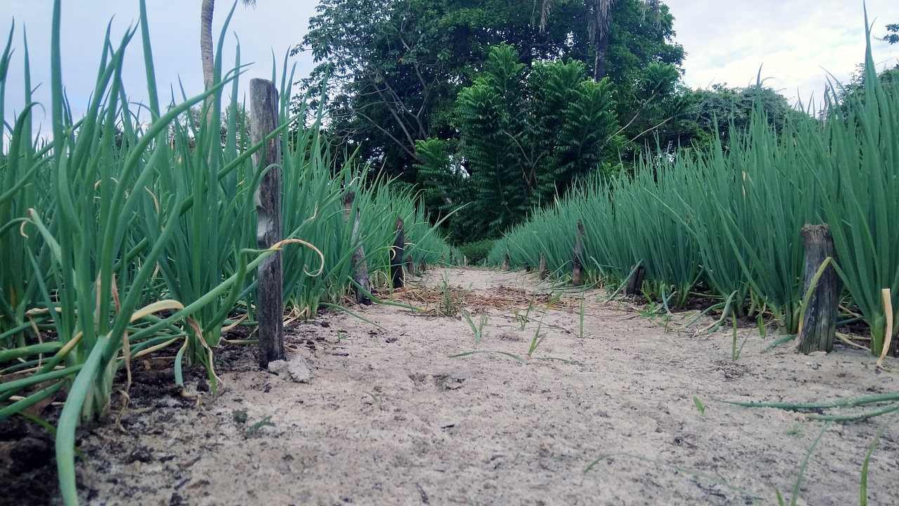 The Role of Agroforestry in Sustainable Farming